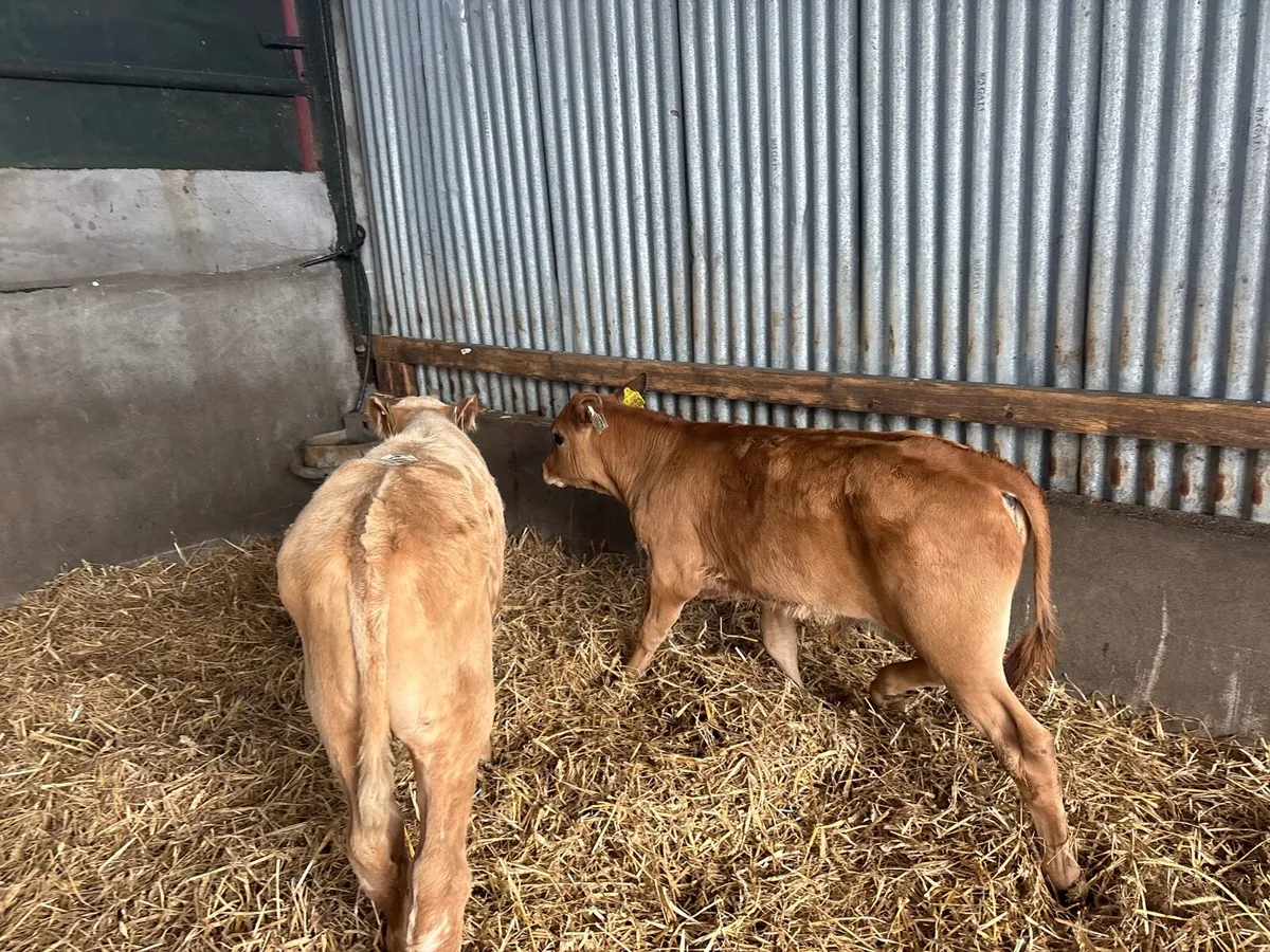 2 super suckler bred continental bulls - Image 1