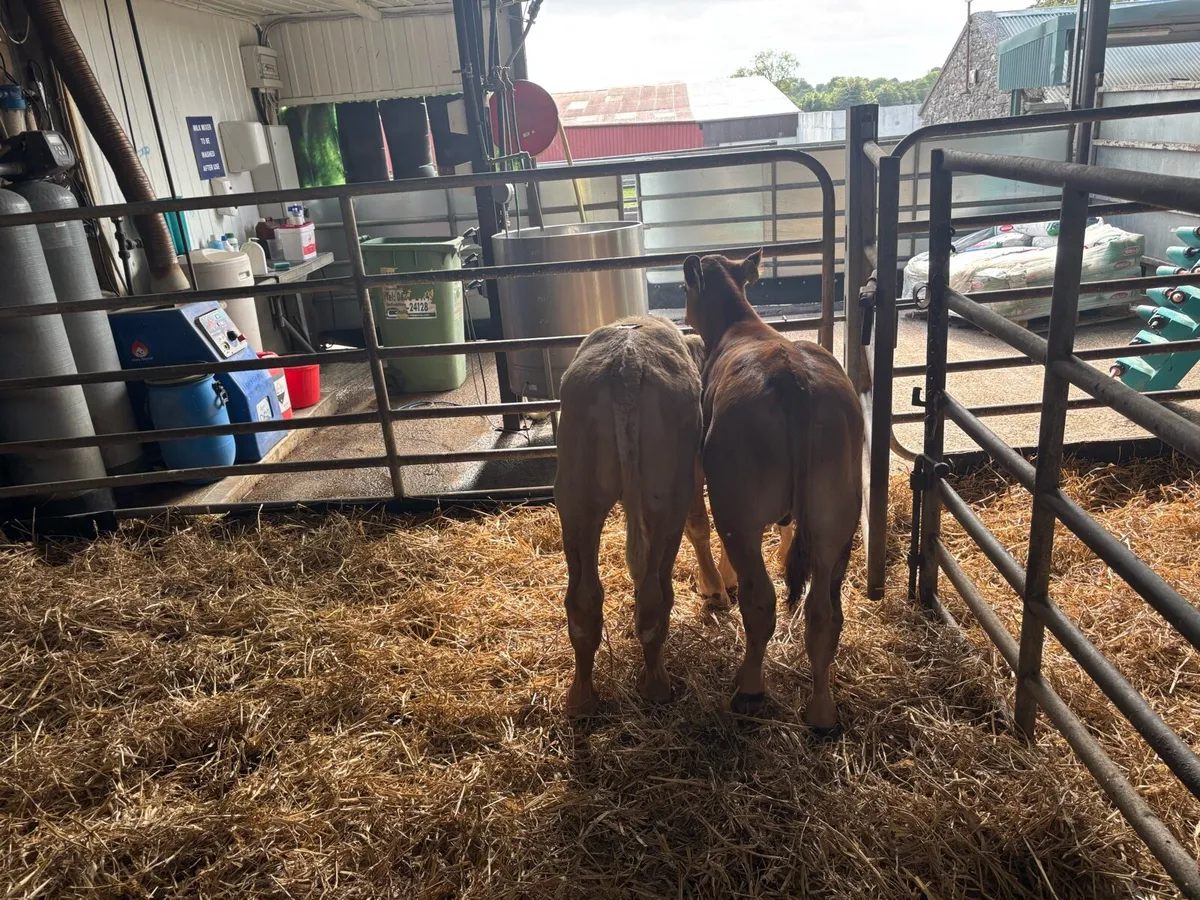2 super suckler bred continental bulls - Image 4