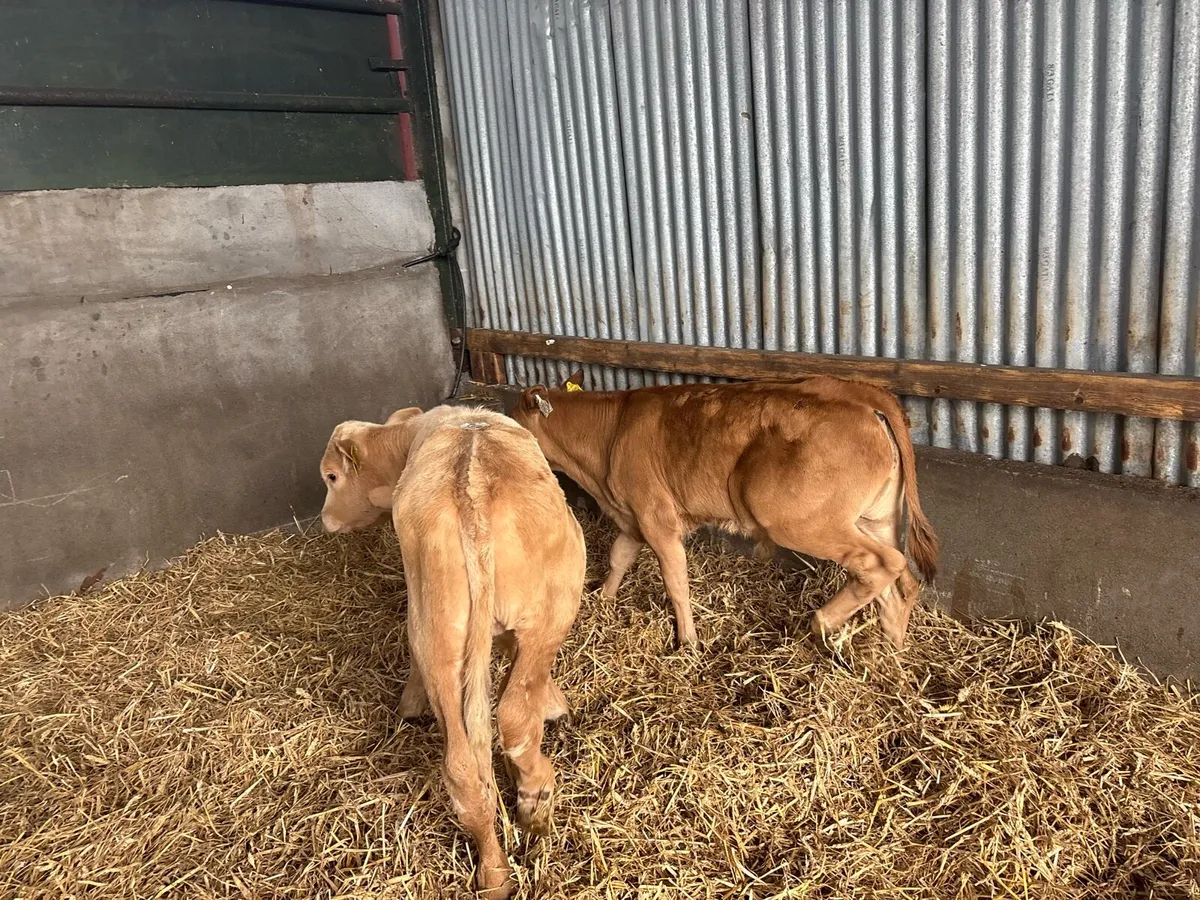 2 super suckler bred continental bulls - Image 3
