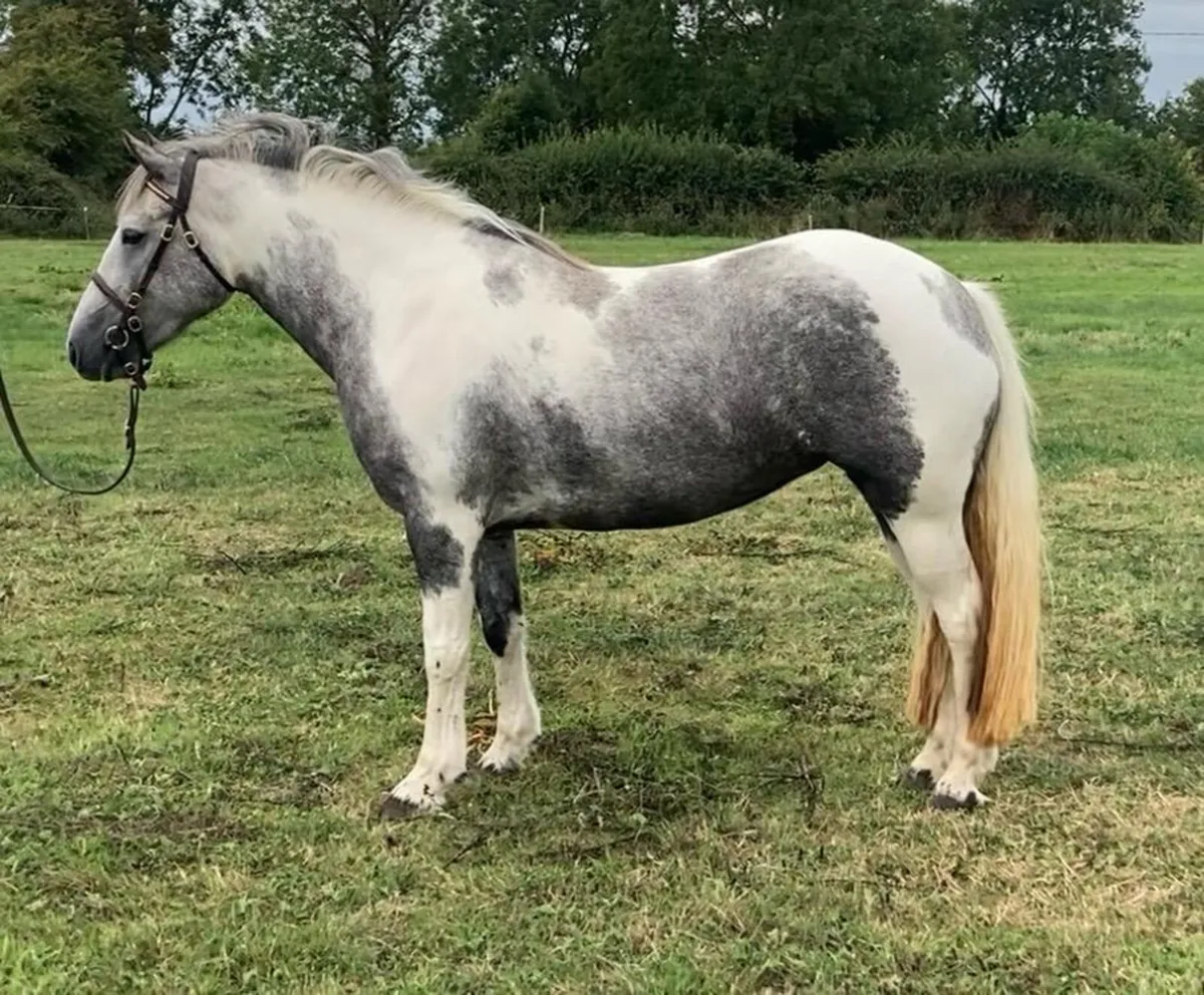 13.2 Connemara x Cob filly - Image 1