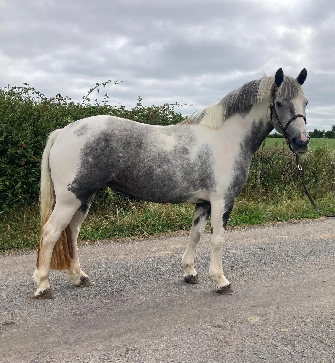 13.2 Connemara x Cob filly - Image 2