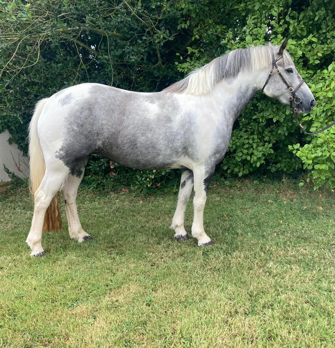13.2 Connemara x Cob filly - Image 3