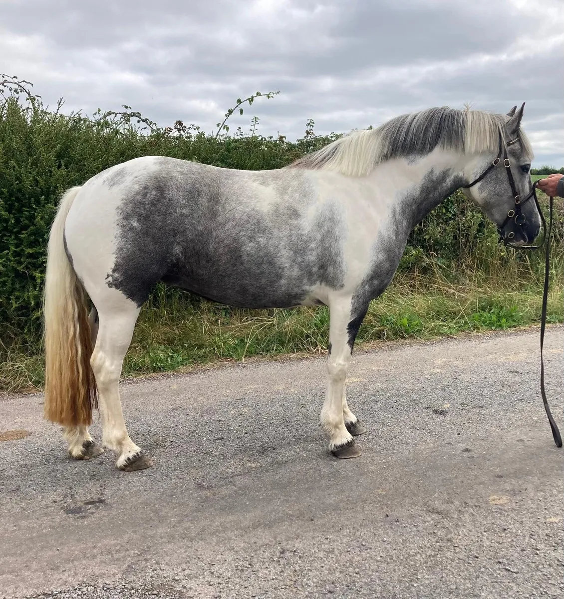 13.2 Connemara x Cob filly - Image 4