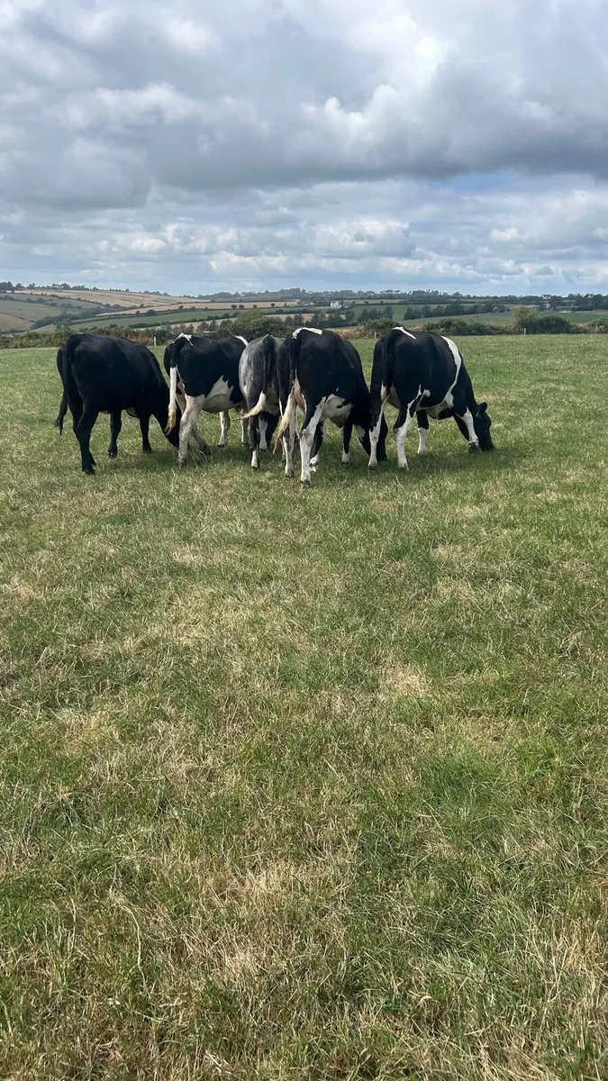20 In calf heifers - Image 3
