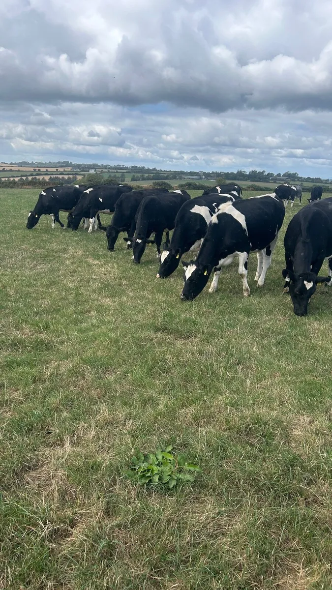 20 In calf heifers - Image 1