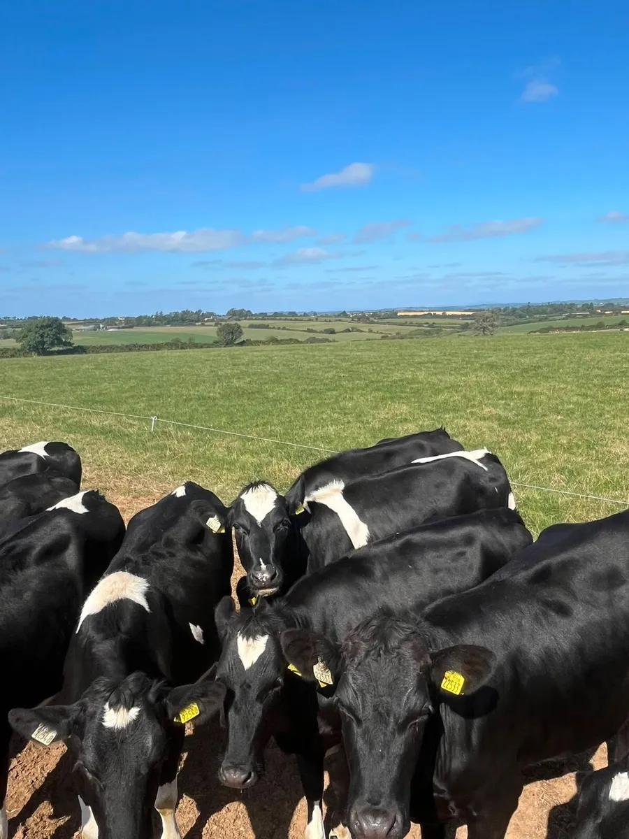 20 In calf heifers - Image 2