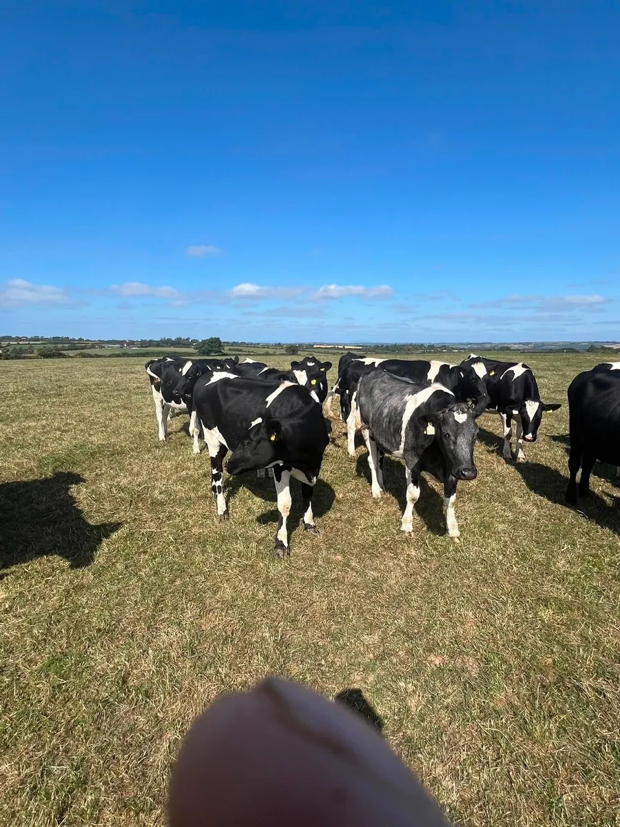 20 In calf heifers - Image 4