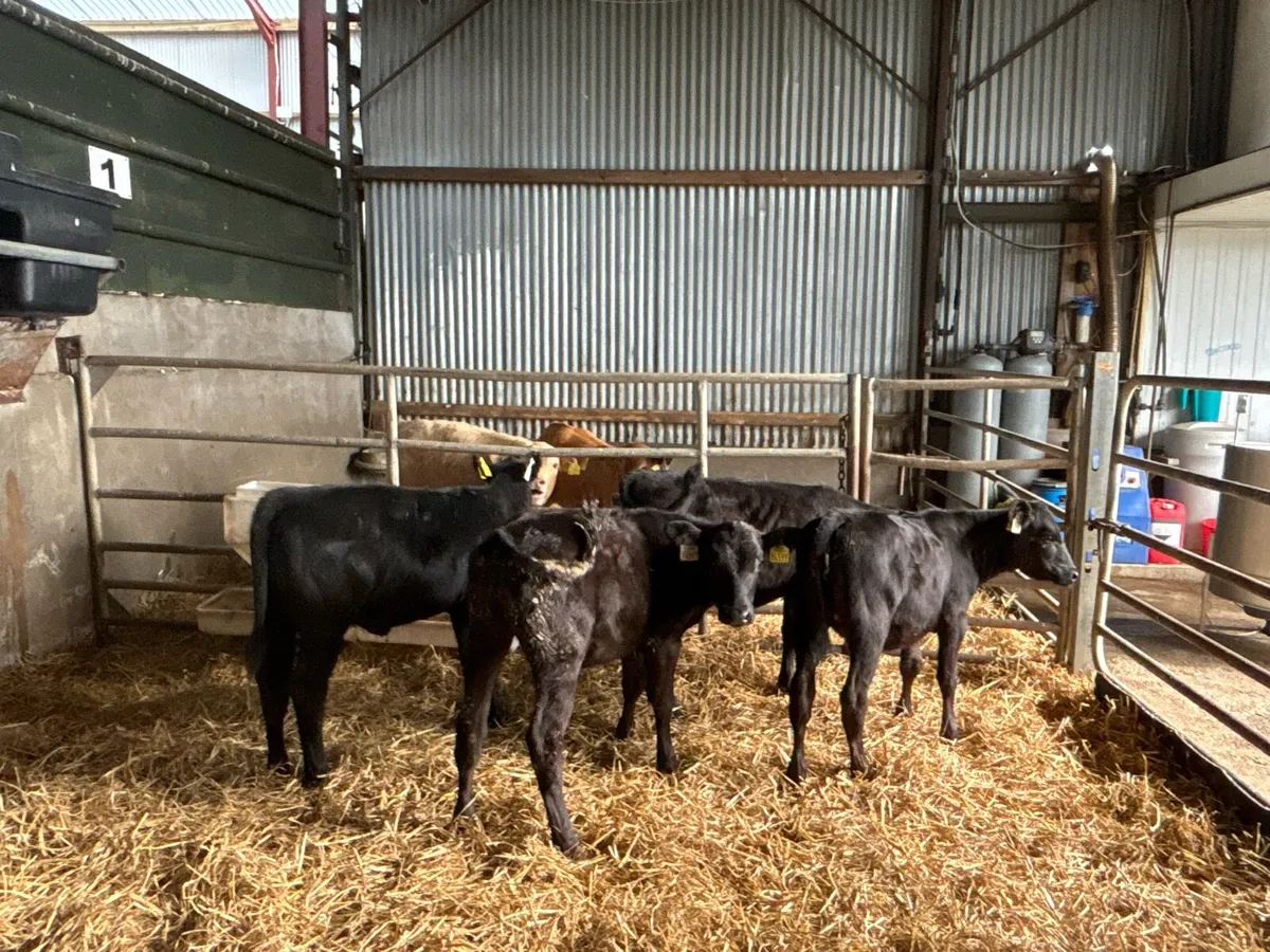 5 weaned Angus heifers - Image 2