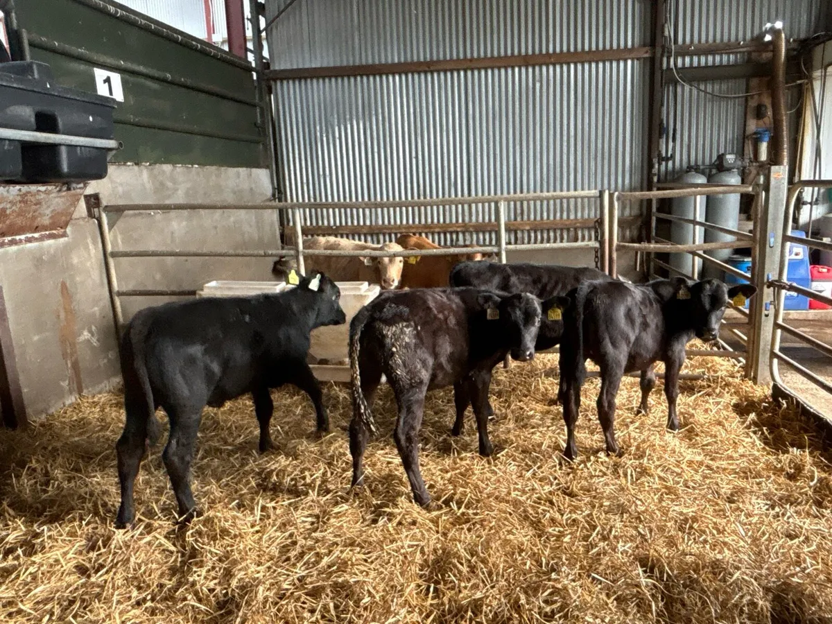 5 weaned Angus heifers - Image 3