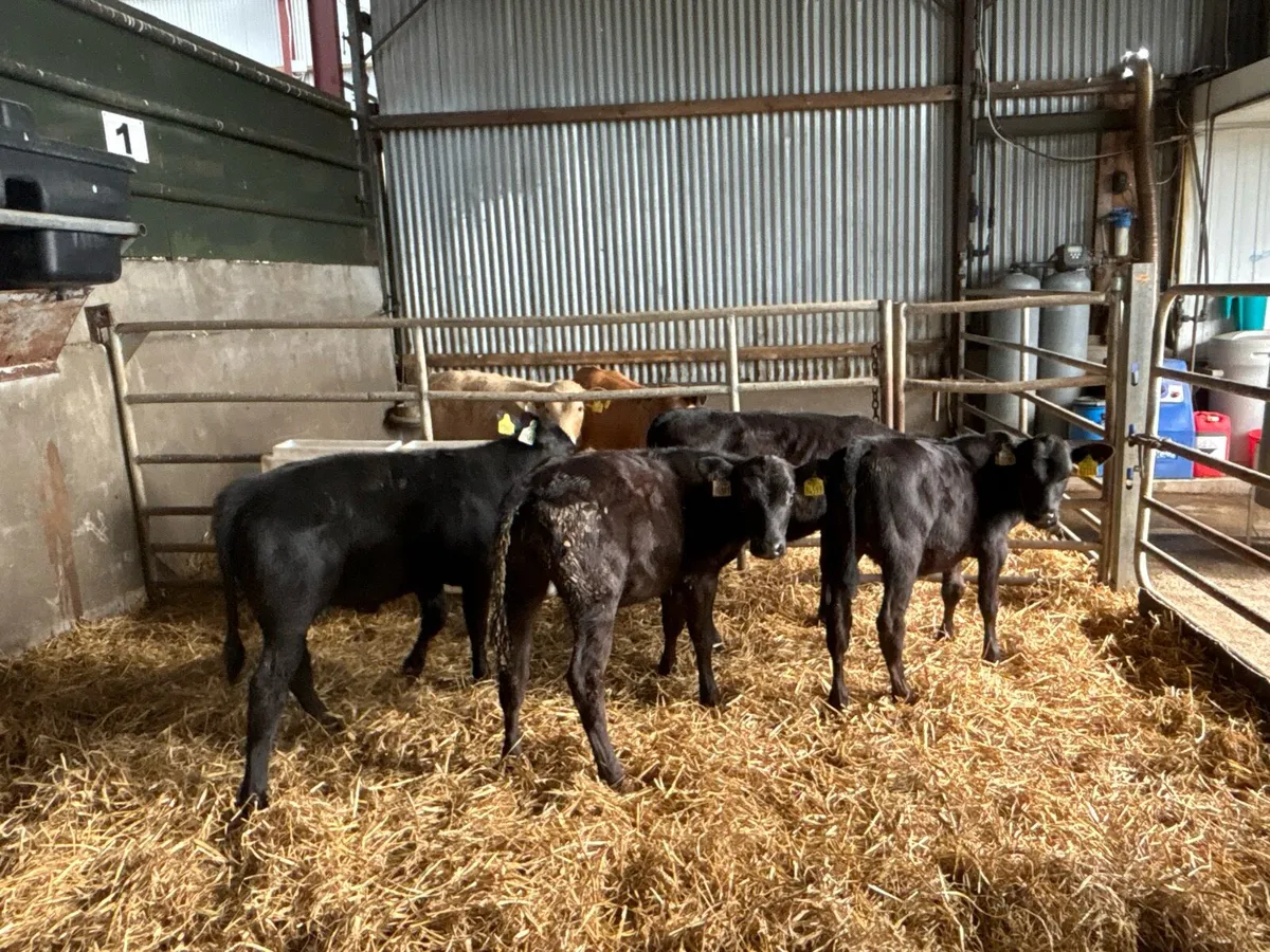 5 weaned Angus heifers - Image 4