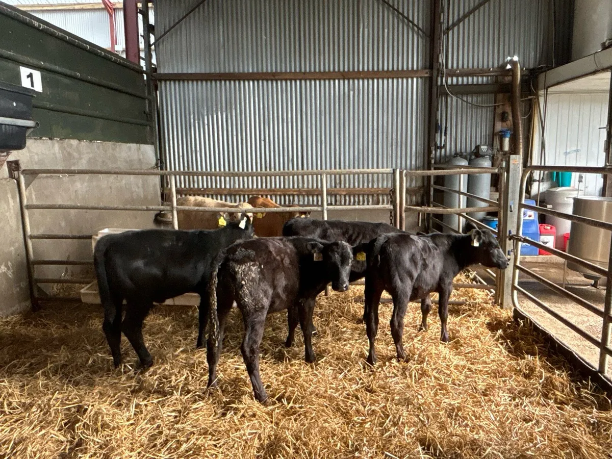 5 weaned Angus heifers - Image 1