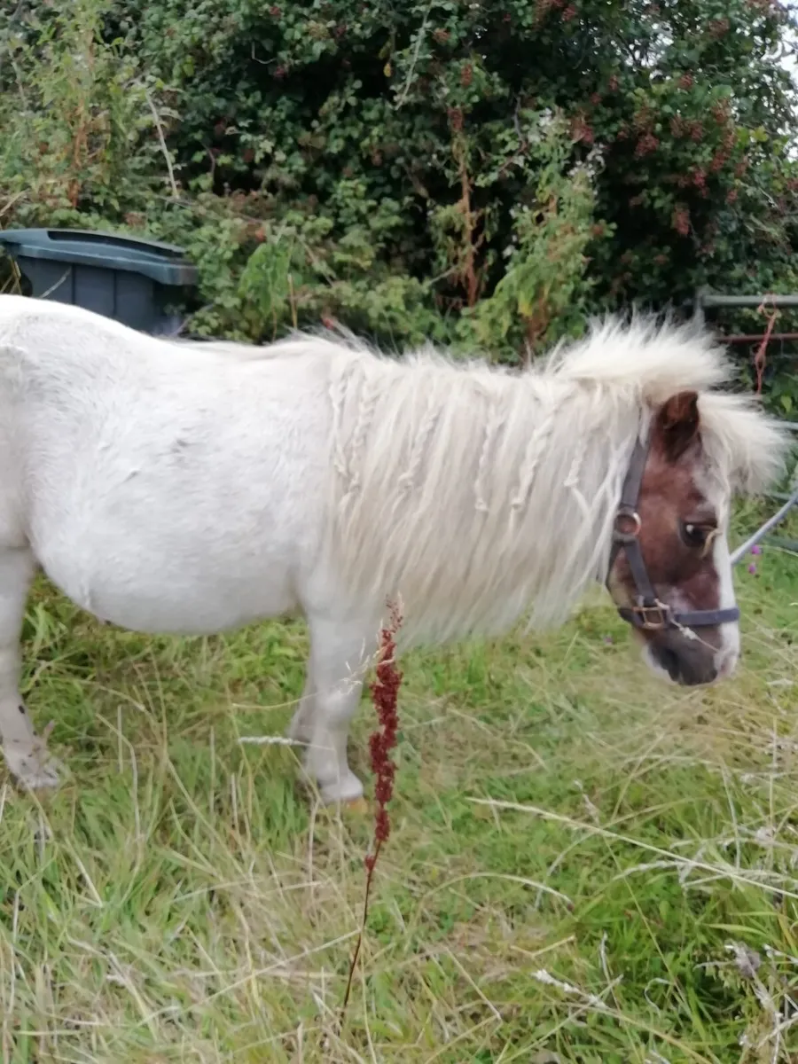 Gelding - Image 2