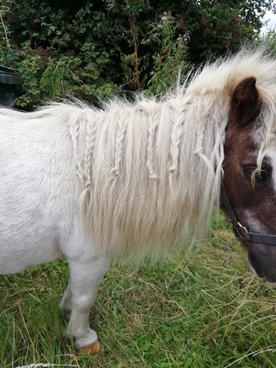 Gelding - Image 3