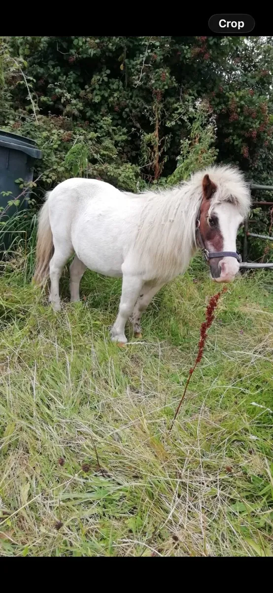 Gelding - Image 1
