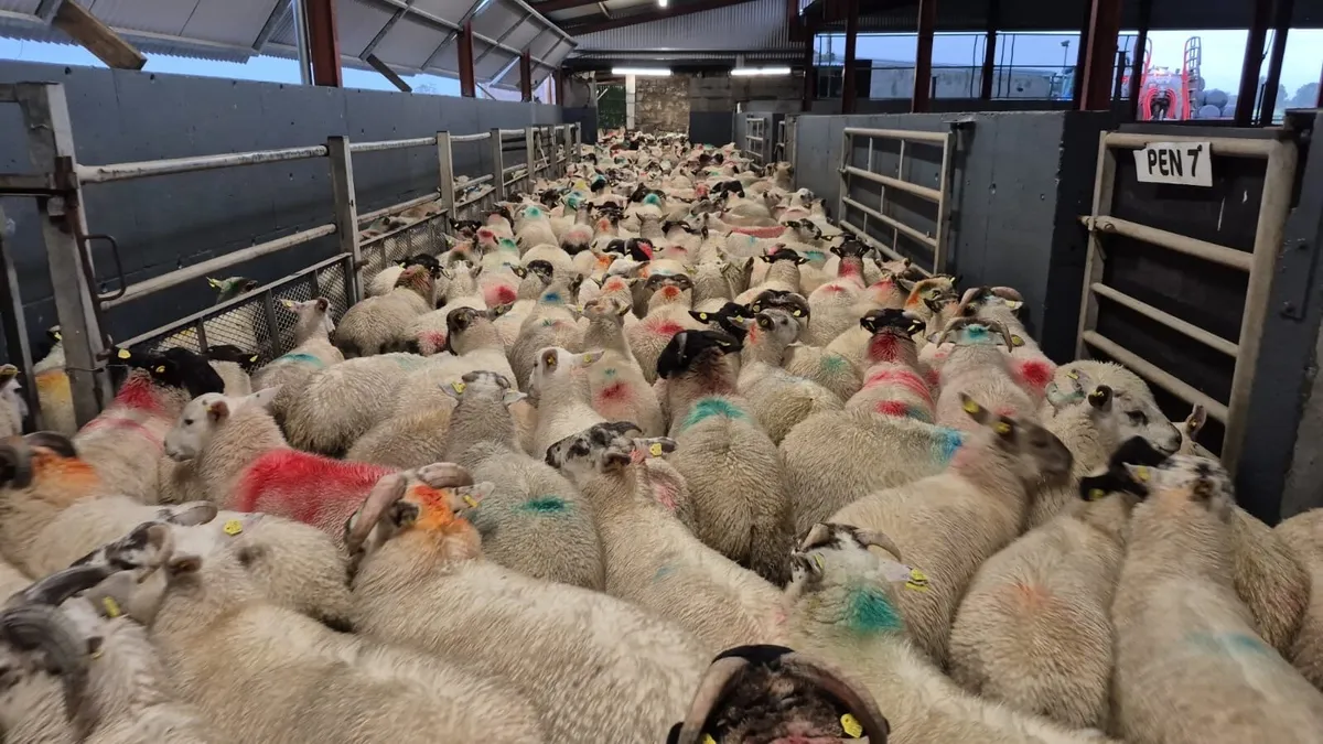 Store Lambs Available 🐏🌱 - Image 2