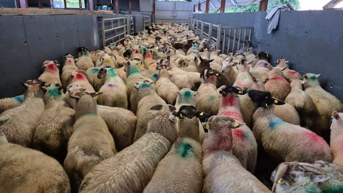 Store Lambs Available 🐏🌱 - Image 1