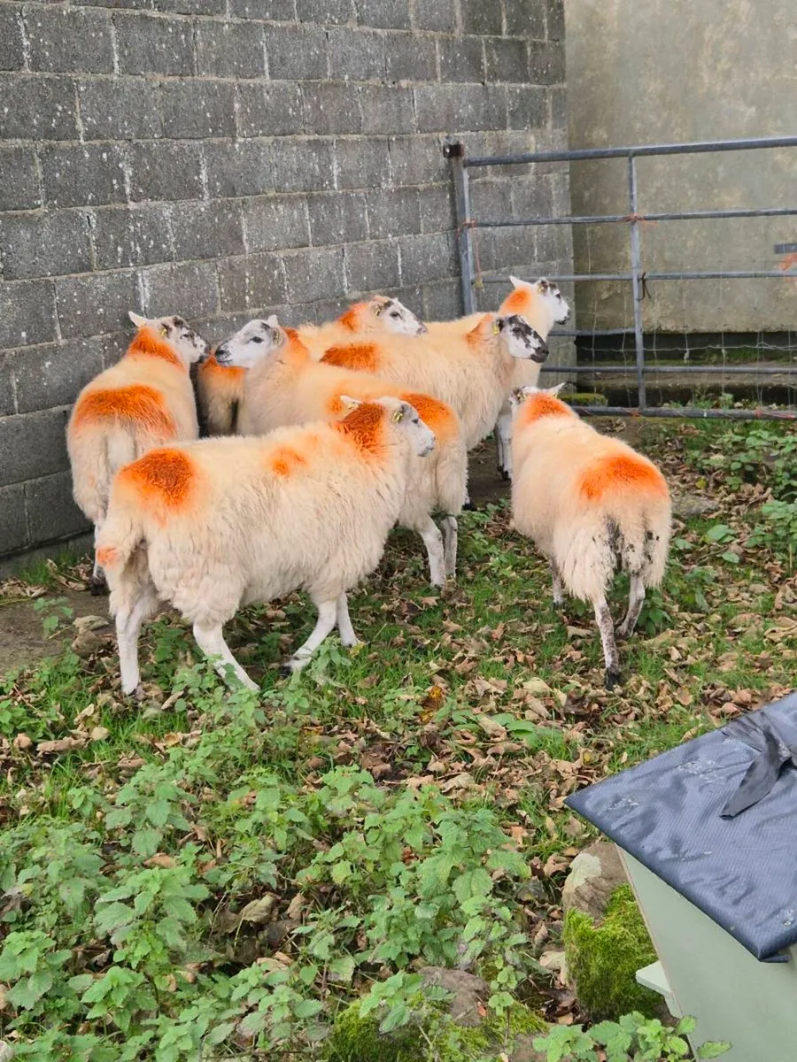 Hogget ewes - Image 3