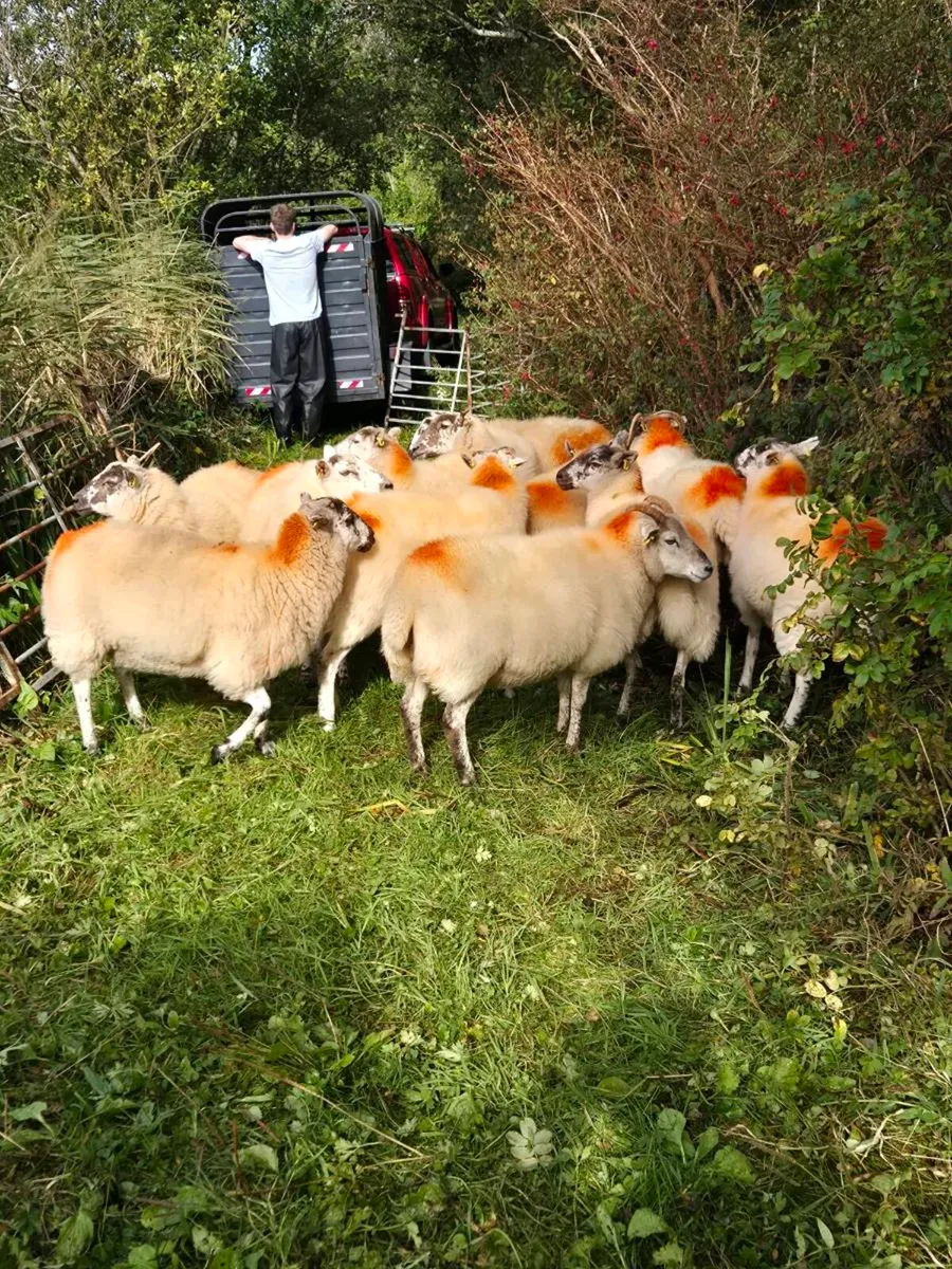 Hogget ewes - Image 4