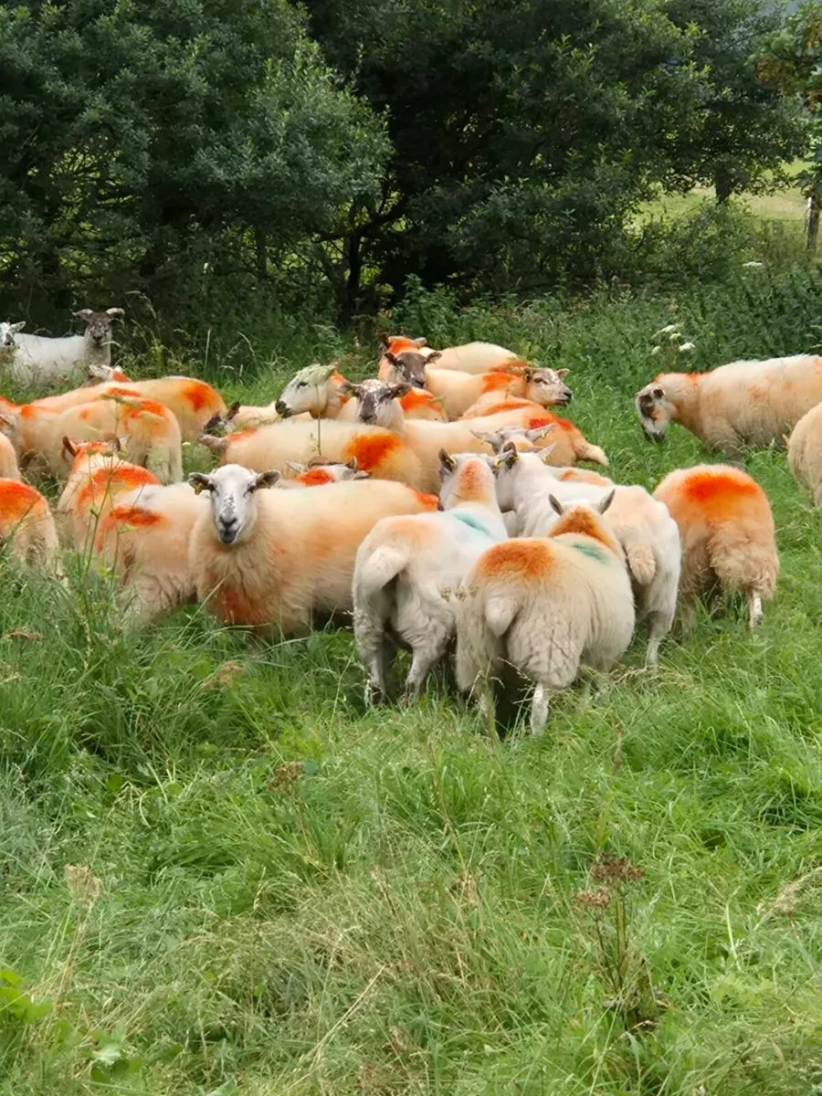 Hogget ewes - Image 2