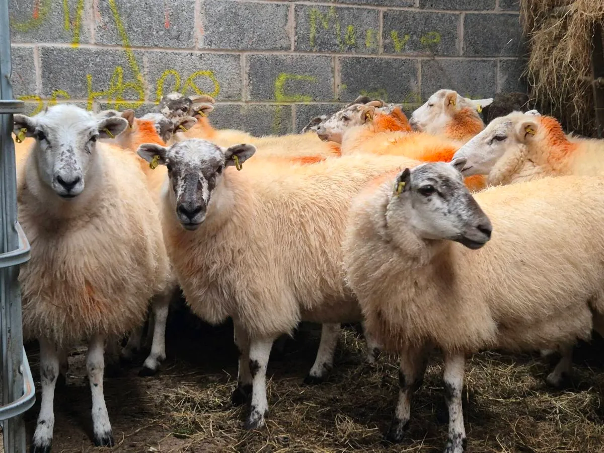 Hogget ewes - Image 1
