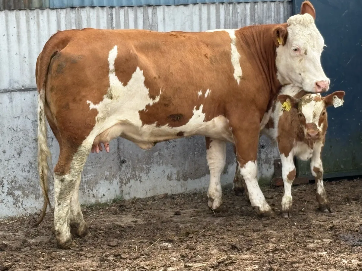 Super u grade first calved heifer and bull calf - Image 3