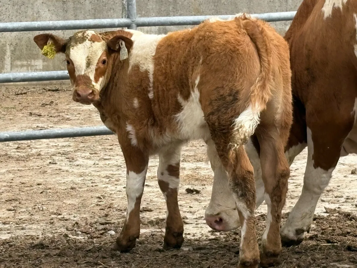 Super u grade first calved heifer and bull calf - Image 4