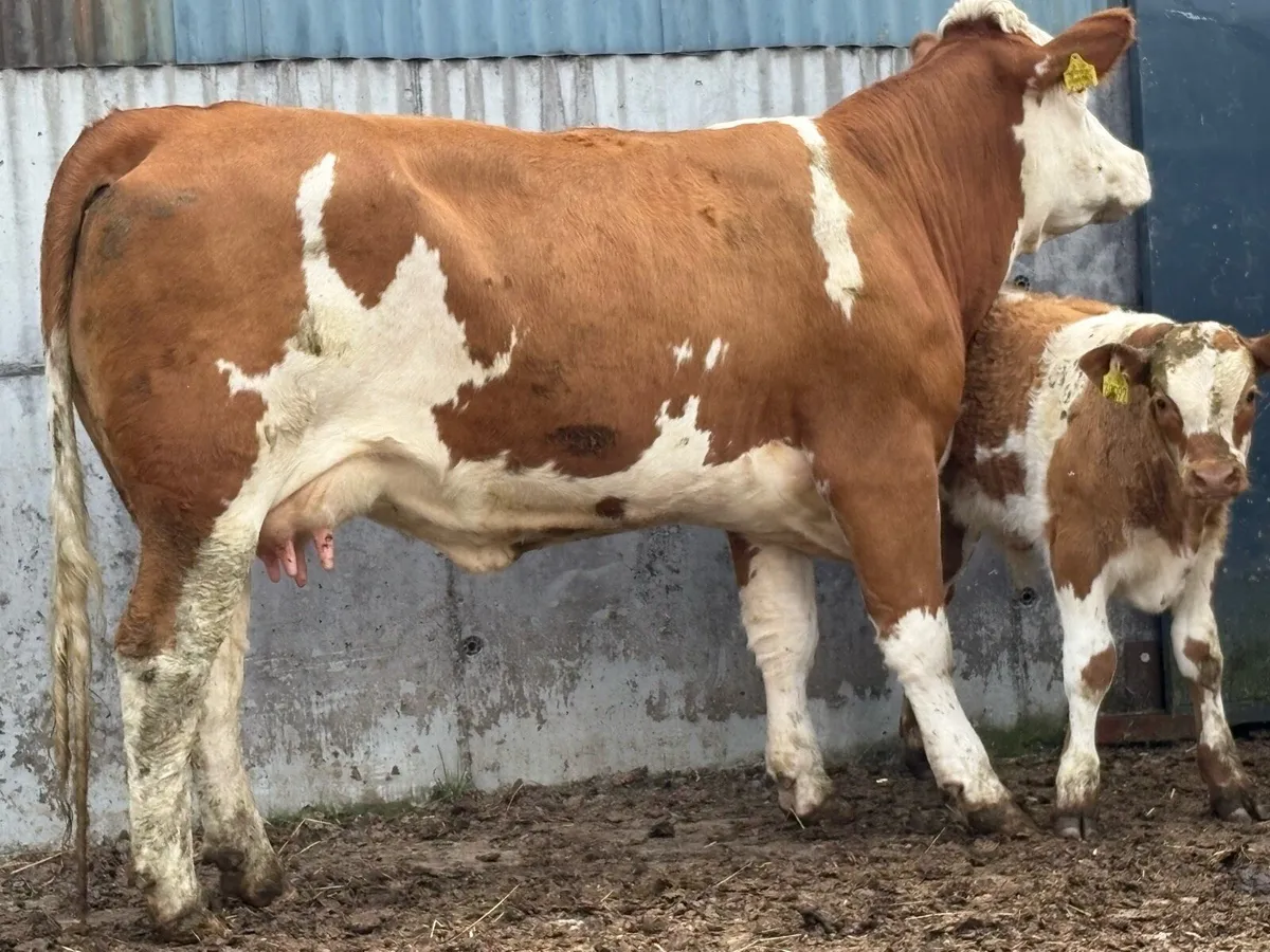 Super u grade first calved heifer and bull calf - Image 1