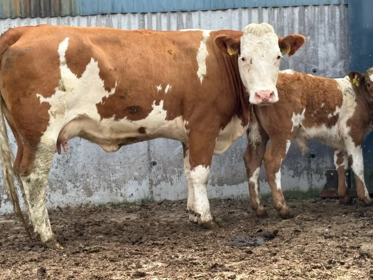 Super u grade first calved heifer and bull calf - Image 2