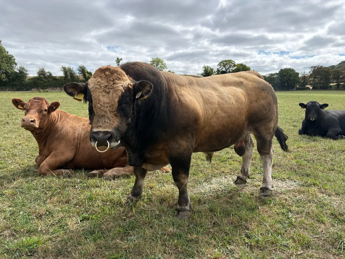 Aubrac Bull - Image 1