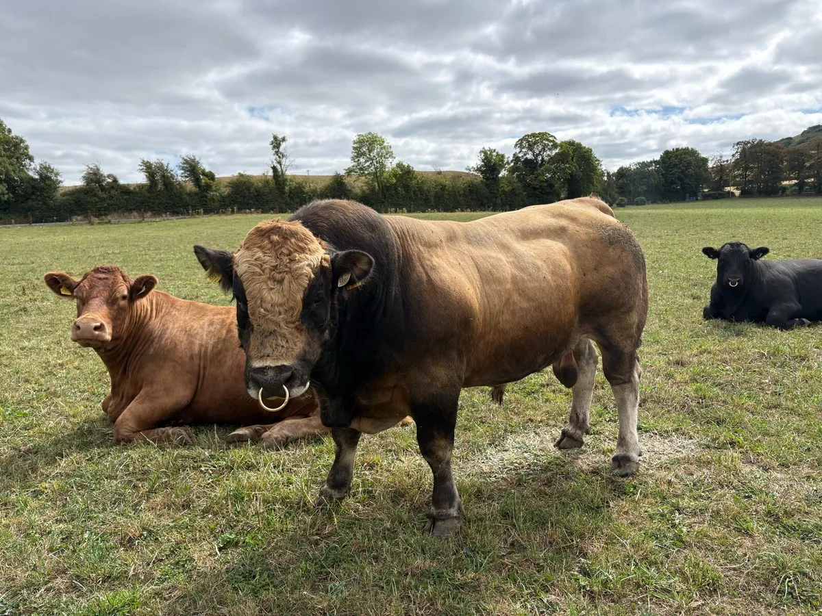 Aubrac Bull - Image 2