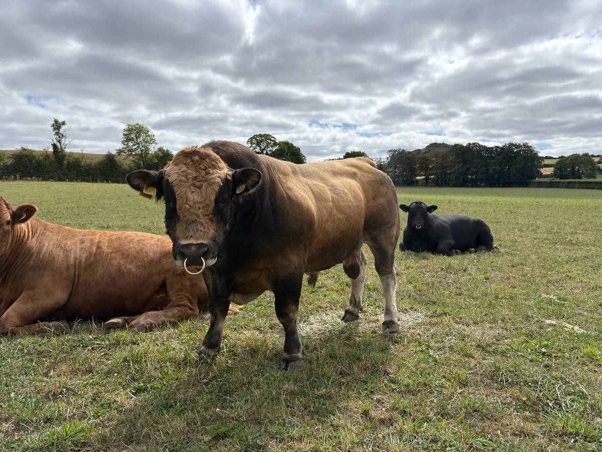 Aubrac Bull - Image 3