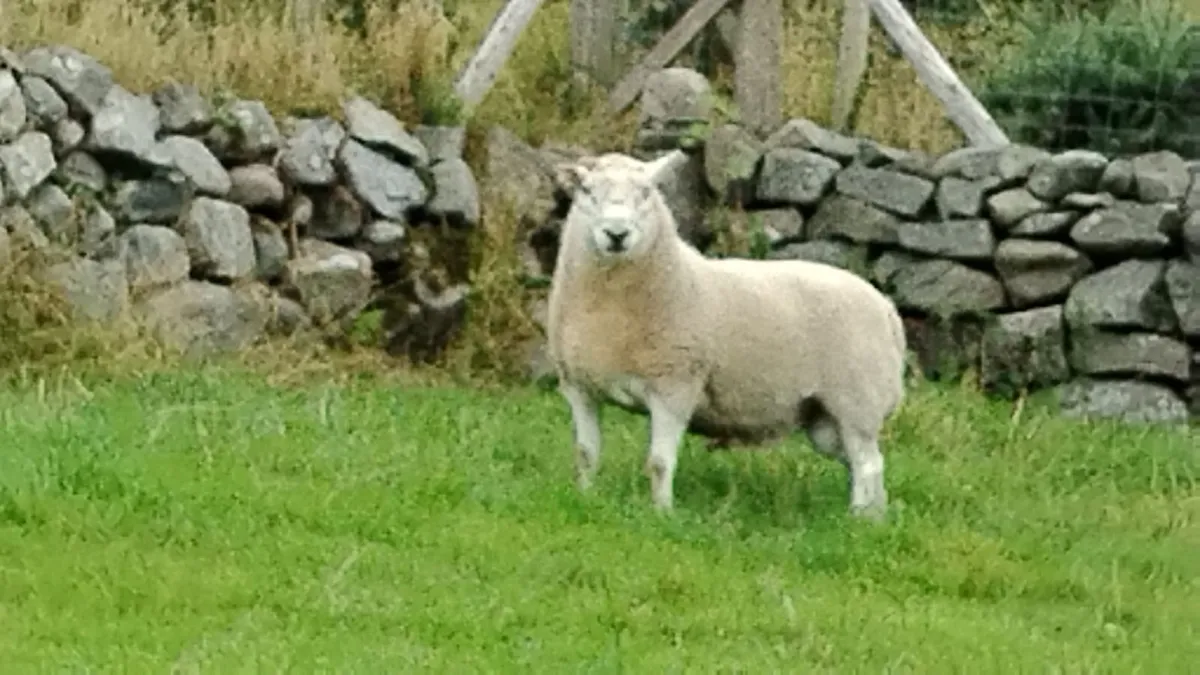 Hill cheviot tip ram - Image 2