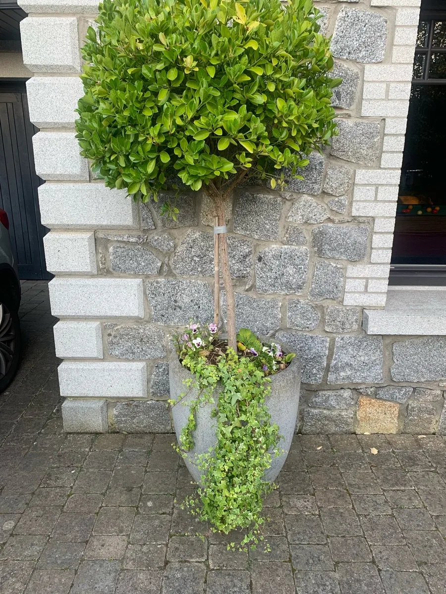 Lollipop shaped evergreen trees in pots - Image 3