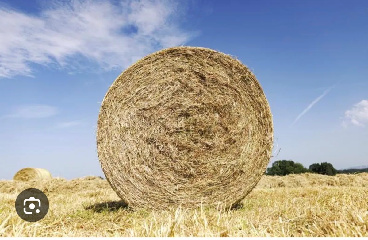 Hay