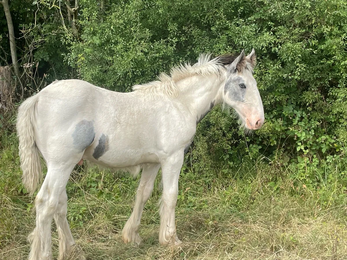 Colt - Image 1