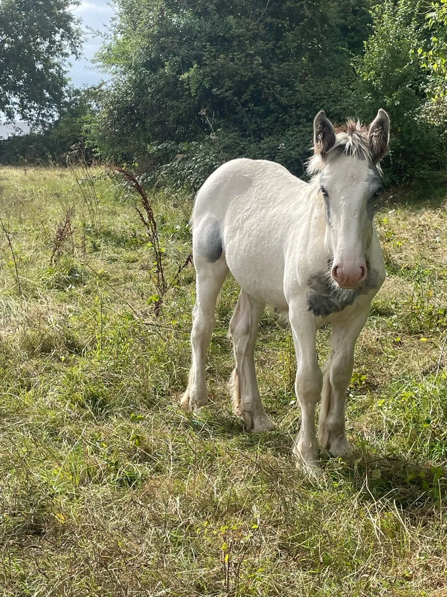 Colt - Image 2