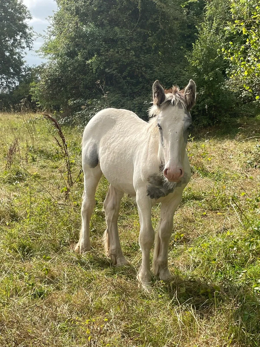 Colt - Image 3