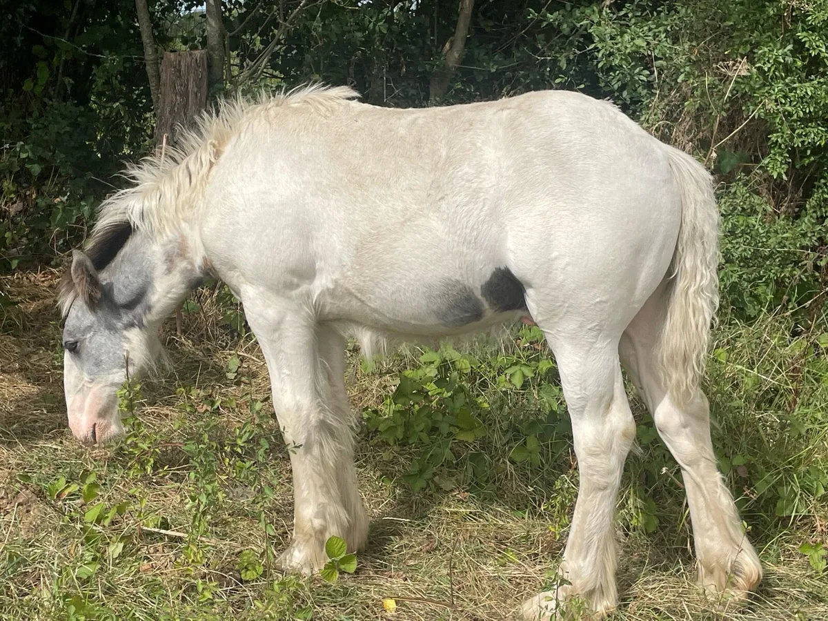 Colt - Image 4