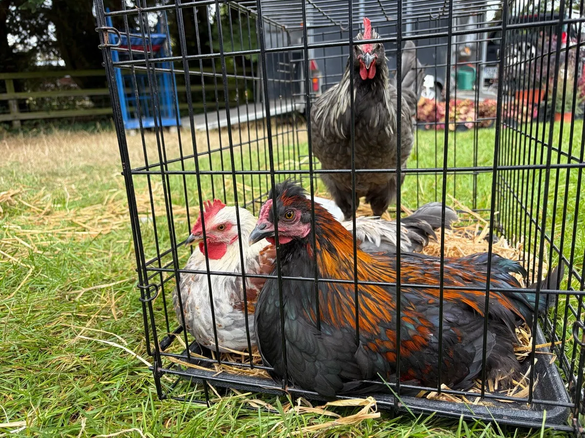 Egg cartons 146 + Roosters €10 - Image 2