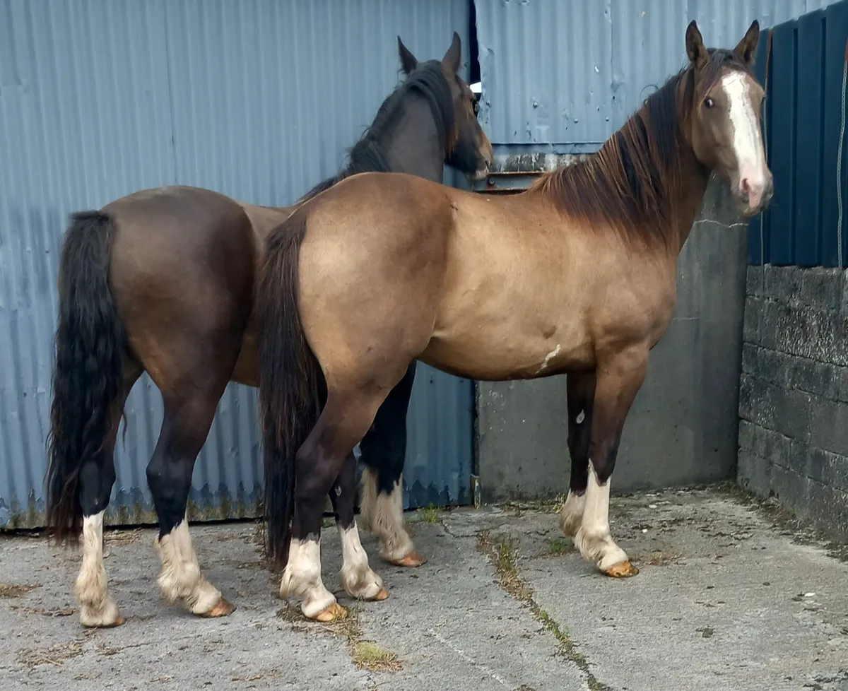 GELDINGS - Image 1