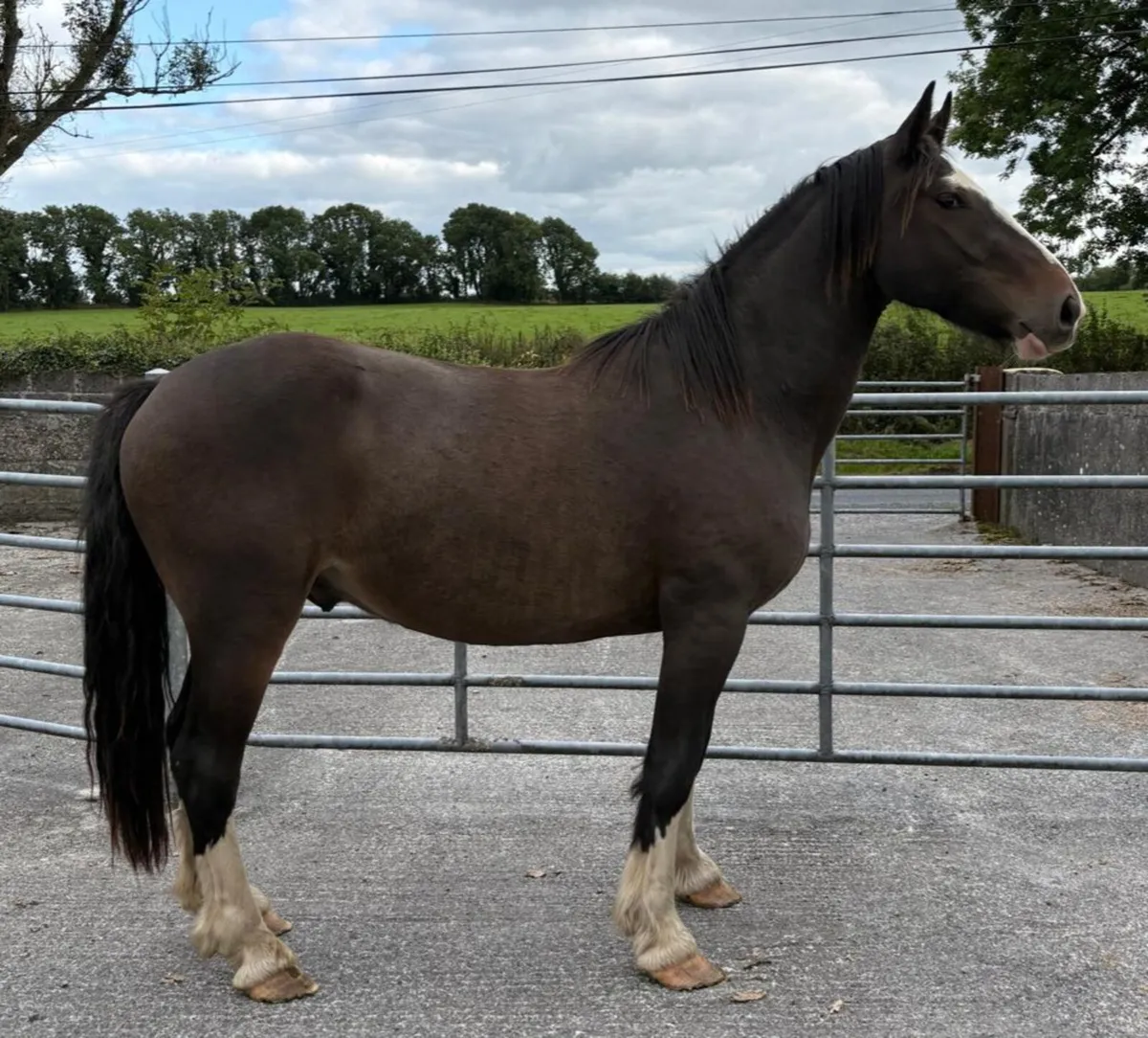 GELDINGS - Image 2