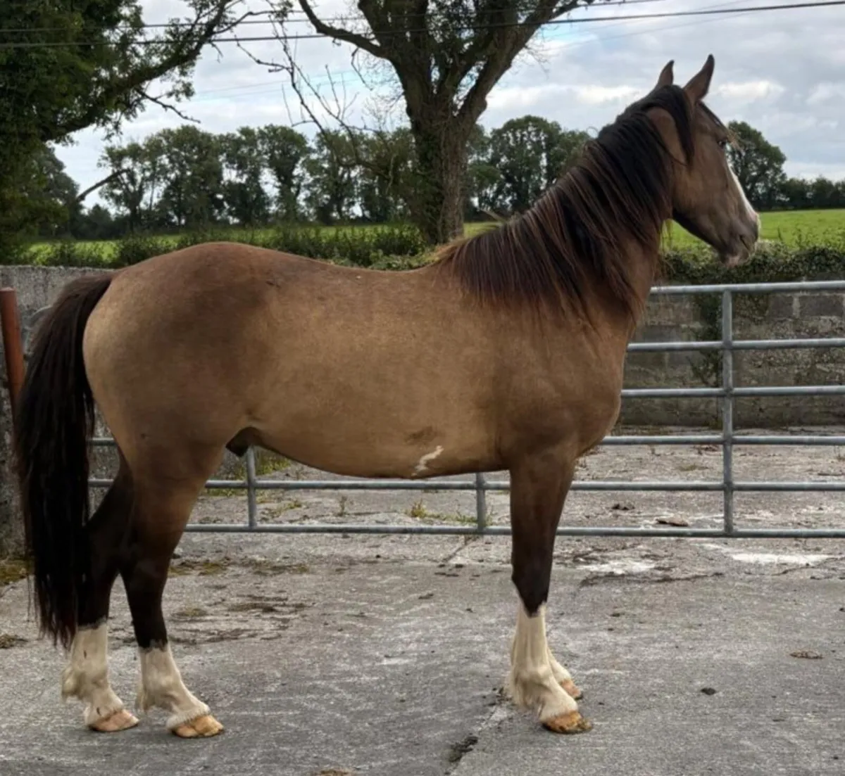 GELDINGS - Image 3