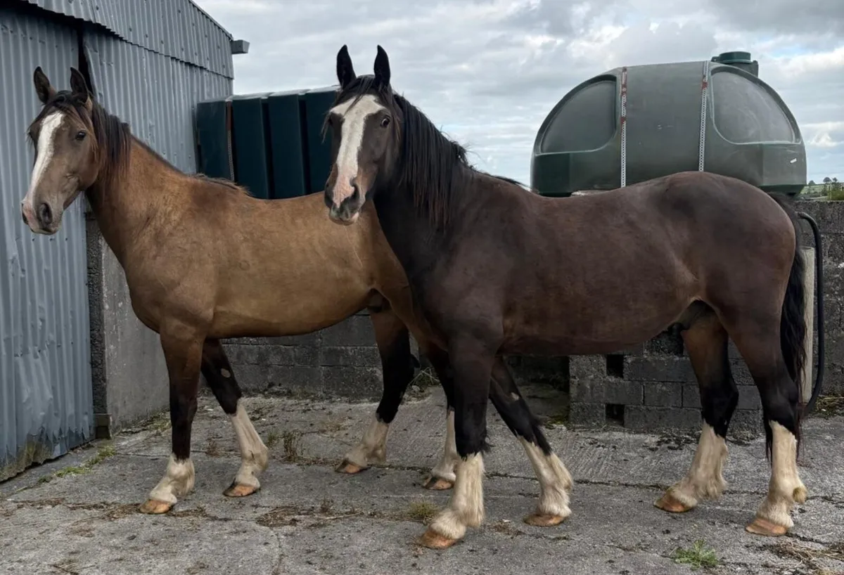 GELDINGS - Image 4