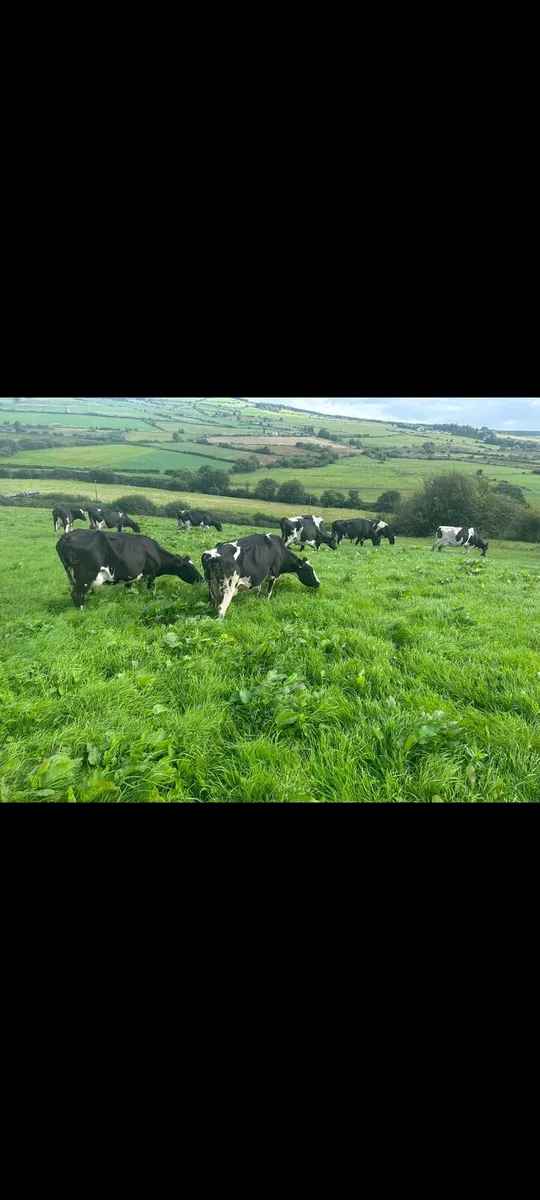 2 maiden heifers for sale