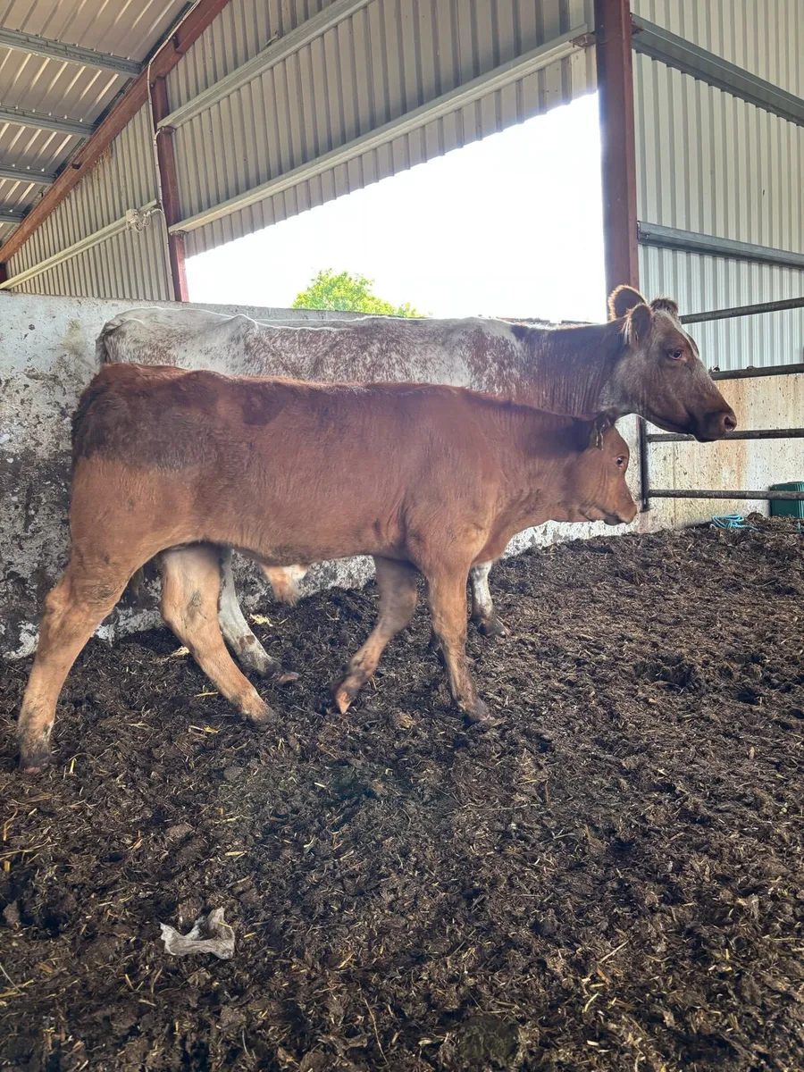 Roan springer with super Weanling - Image 2