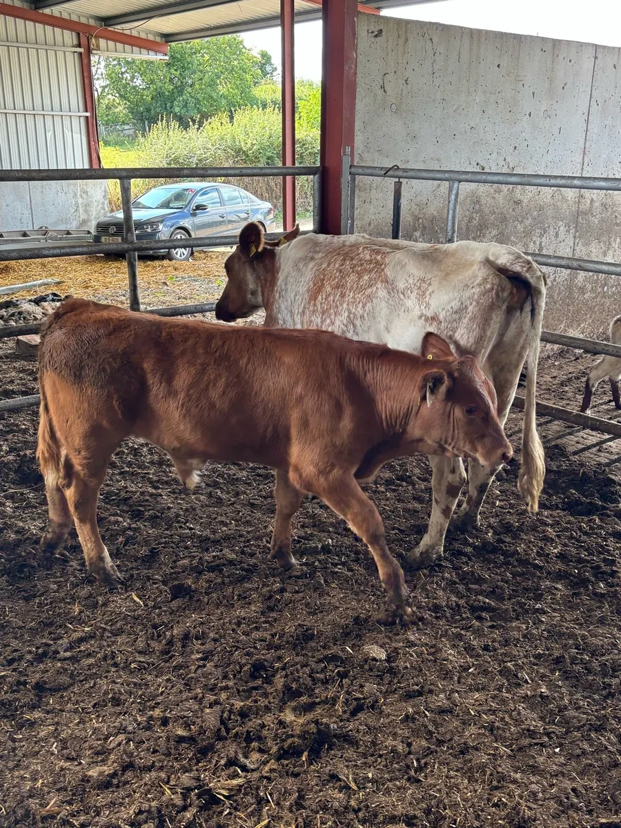 Roan springer with super Weanling - Image 3