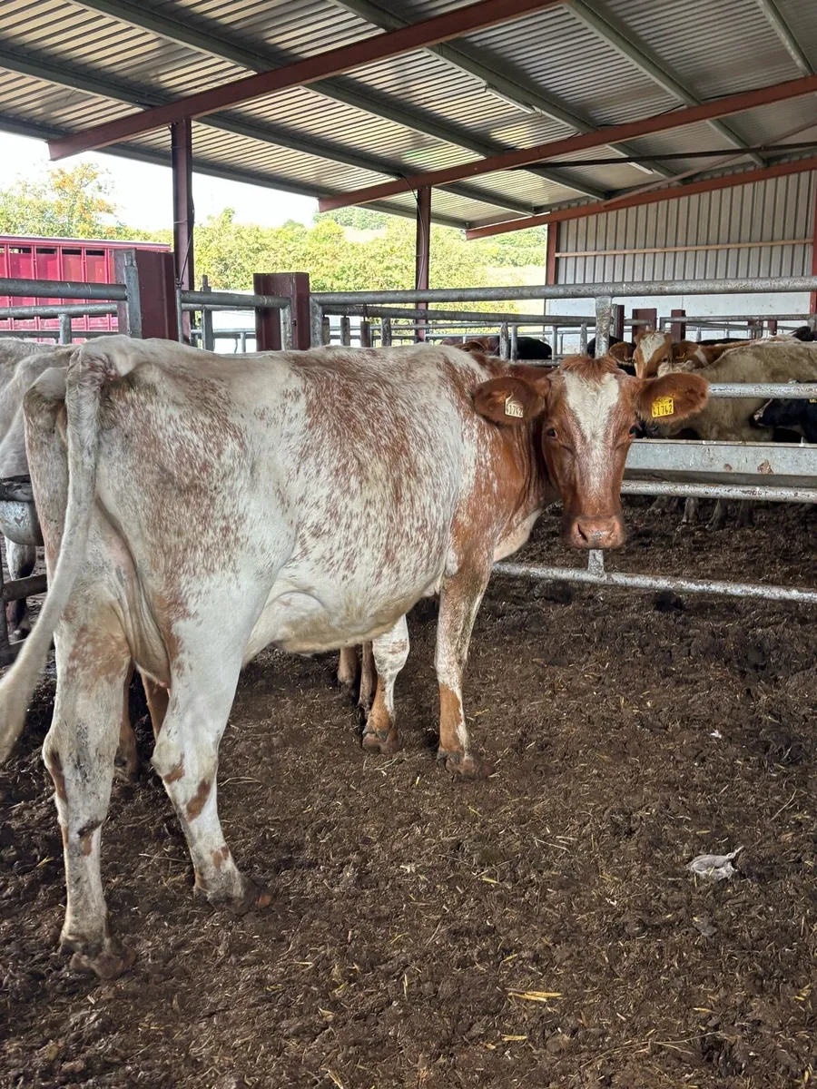 Roan springer with super Weanling - Image 4