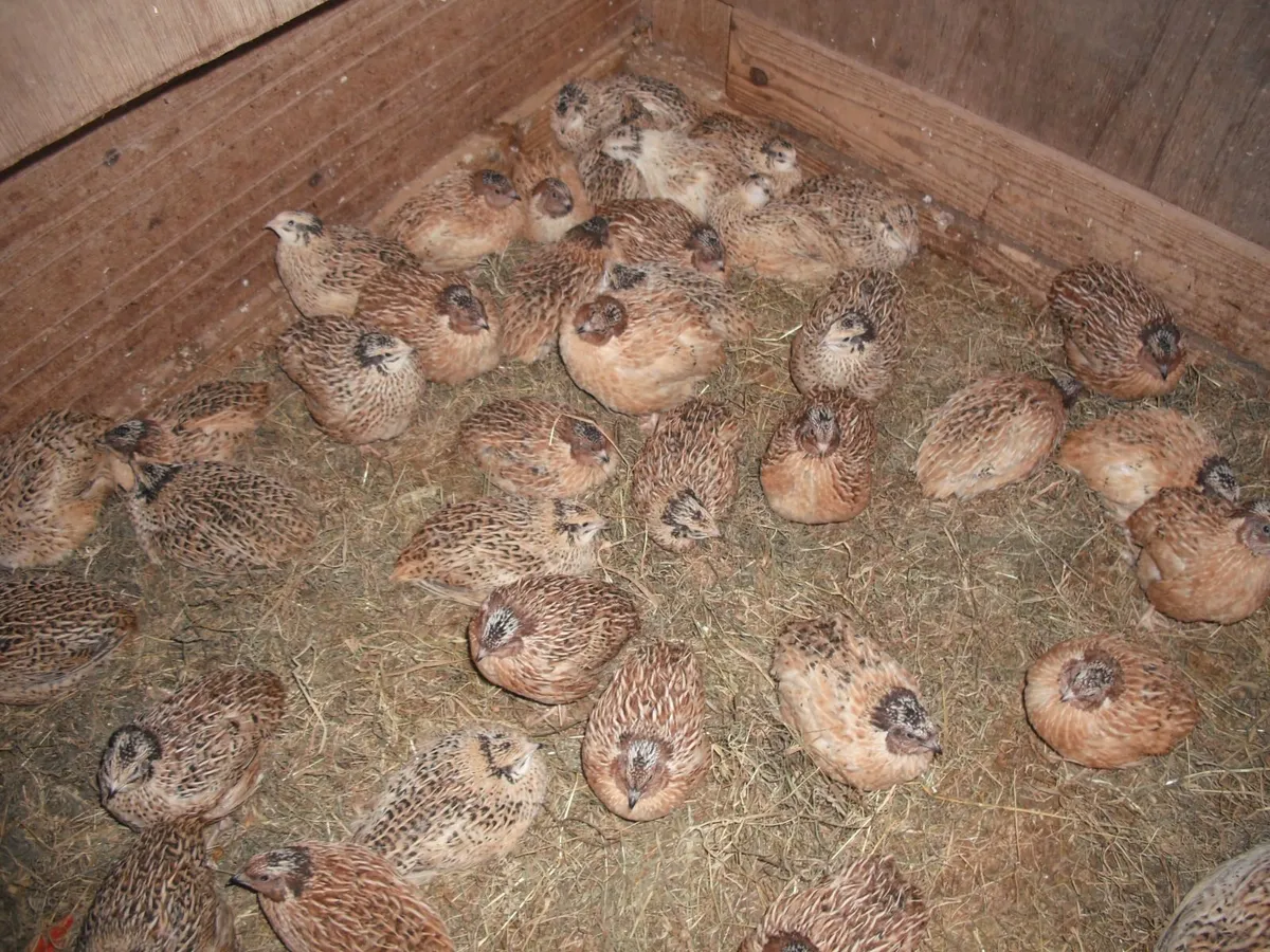 Golden Italian Speckled Quail
