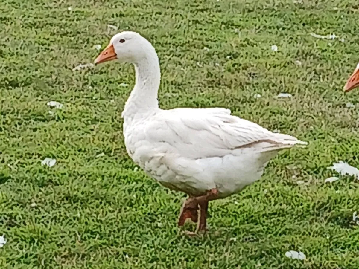 EMDEN GEESE FOR DALE - Image 2