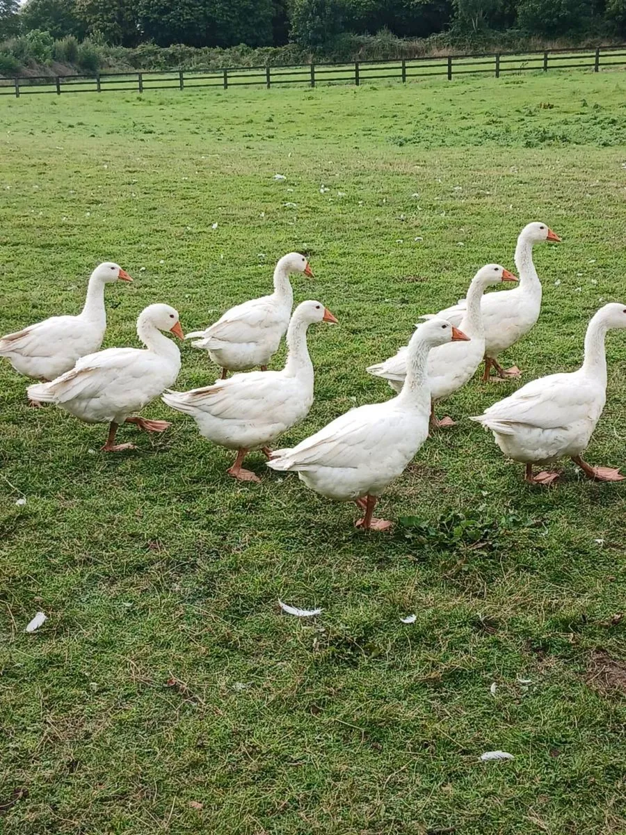 EMDEN GEESE FOR DALE - Image 4